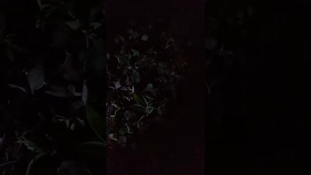 Не когда не знал что дождевые черви могут петь смотреть онлайн