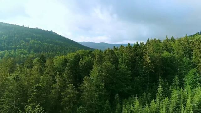 Воскликните Богови. Драгослав Павле Аксентиевич.