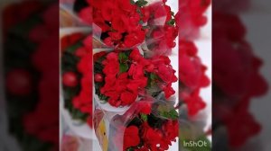 Бегония Баладин 0507544466 же 0702824169