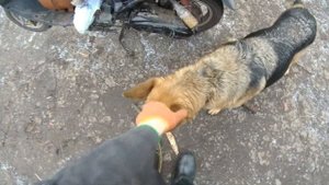 Грузоподъемность китайского скутера 50 кубов. Мой помощник в хозяйстве- "Розбiйник"!