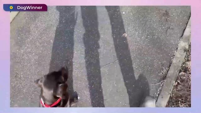 Собака тянет поводок. Разбор видео от инструктора по дрессировке, кинолога Татьяны Шамановой.