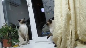 Внезапные приступы агрессии у сиамского кота!