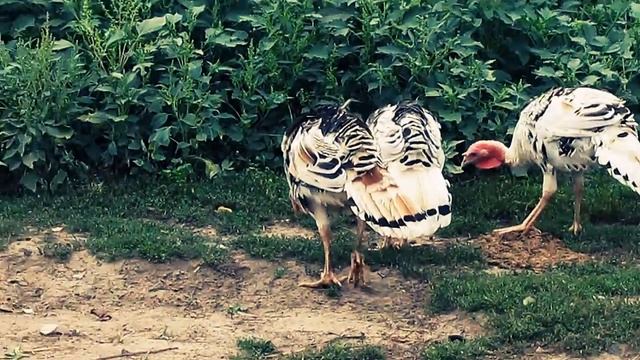 Индюшки на воле смотреть онлайн