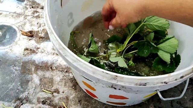 Кассетная рассада клубники. Начинаем подготовку к новому сезону.