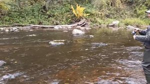 Рыбалка на форель и хариуса. Октябрь. Карелия. Осень 2021