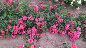 Роза Гартнерфройде.