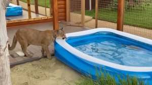 Месси зовёт Сашу на помощь! Кот не может поймать рыбу