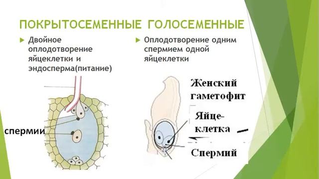 Сравнение голосеменных и покрытосеменных растений