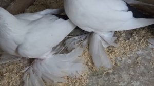 Про чернохвостых голубей /18.08.19