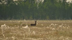 Крики сибирских косуль Capreolus pygargus