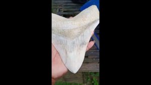 Доисторические зубы акулы мегалодон с острова Ява, 2 часть