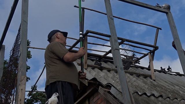ГОЛУБЬ//ЛЁТНЫЕ ГОЛУБИ//ПОЛЁТЫ ГОЛУБЕЙ//ГОЛУБИ-НУТРИИ МАЦИНОВ//ГОЛУБЬ ЛЕТАЕТ//ГОЛУБЕВОДСТВО//ГОЛУБИ!