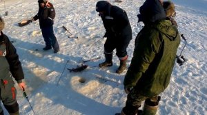 Рыбалка 2019. Удочки трещат! Сазан зимой ловля. Карп зимой.