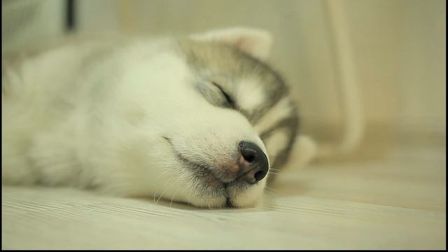 Щенки хаски смотреть онлайн