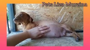 Цуценята штовхаються в животику😍 / вагітна такса🐶 (серпень 2021р)