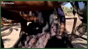 Финики | Как их собирают и перерабатывают