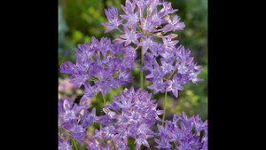 ТРИТЕЛЕЙЯ  (TRITELEIA)  сем. Луковые