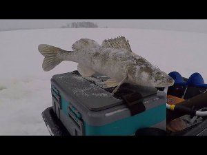 Иваньковское водохранилище ловля судака на вибы 2024г.