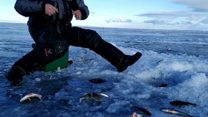 Рыбалка на Байкале, на окуня в Дубинино. Клюет отлично..