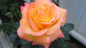 Моя Амбианс» - окаймленная роза распустилась. .My Ambiance" - a fringed rose bloomed.