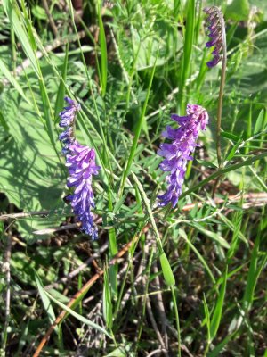 167. Горошек мышиный - Vicia cracca