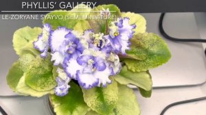 African Violet - ЛЕ-Зоряне Сяйво  (LE-Zoryane Syayvo )
