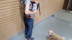 Рюкзак, сумка, слинг, переноска Sinbii для собак и кошек.