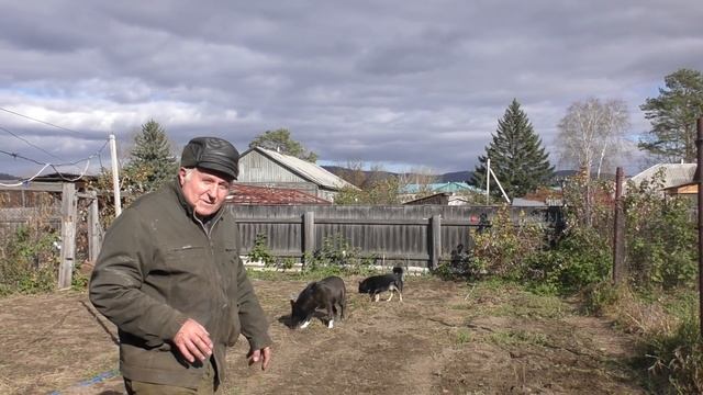 Волко собака Володи Белемца смотреть онлайн