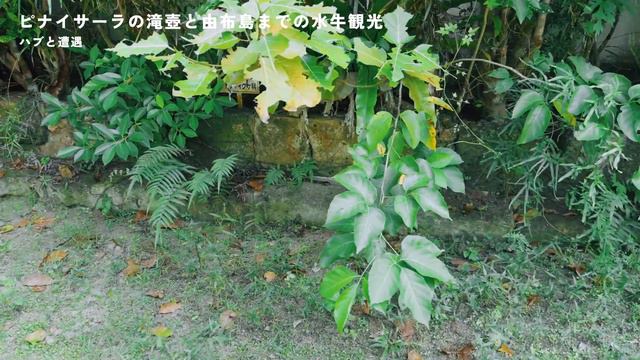 【まとめ】西表島3泊4日Vlog | 生き物と触れ合い大自然を堪能する旅 смотреть онлайн