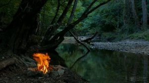 Как заставить цвести азалию в домашних условиях?