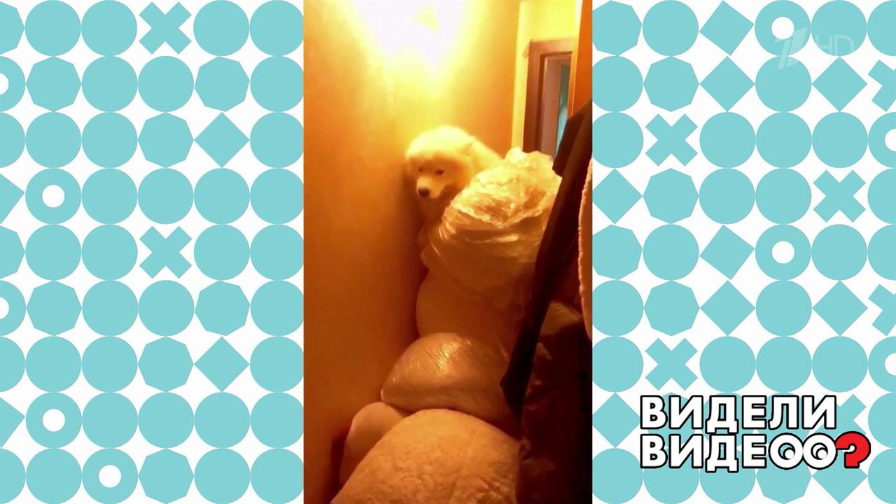 Самоед и огромный медведь. Видели видео? Фрагмент выпуска от 18.10.2020