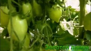 Сорт с сотней томатов, сорт - рекордсмен по урожайности