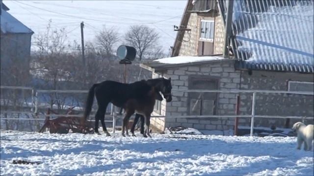 Эль-Ферроль. смотреть онлайн