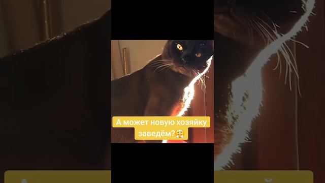 Дорогой, а давай заведём собаку...