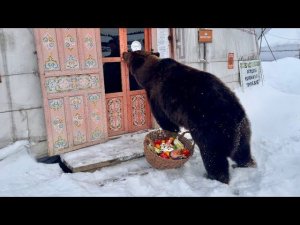 Медведь залез в кафе.