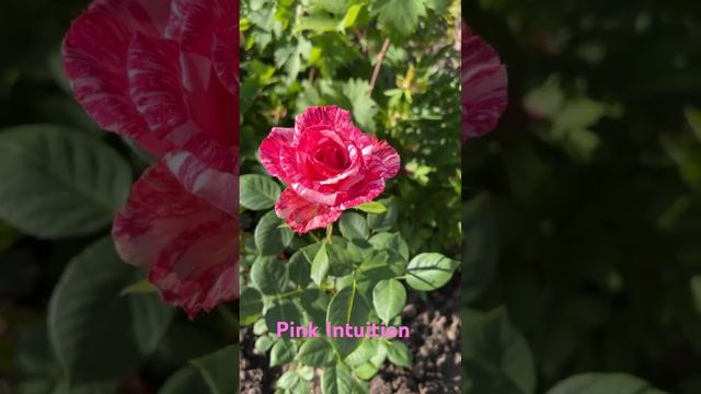 Роза Pink Intuition 🌹 первое цветение.