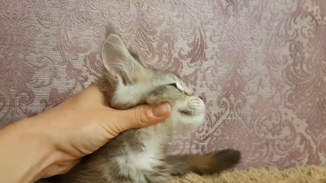 Полидактильный котёнок мейн-кун смотреть онлайн