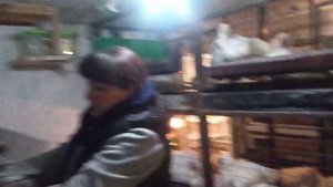 Формируем родительское стадо перепелов.