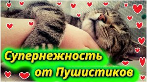 Кошки самые преданные и нежные существа на свете!