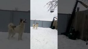 Работа лайки по кунице. Притравка. Лайки Краснова С.В. Джой.