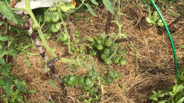 Мульчирование без слизней смотреть онлайн