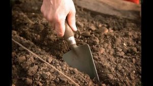 посев семян гибискуса