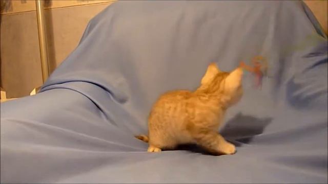 Британские котята.Питомник Ростов на Дону