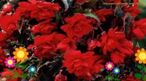Бегония клубневая Каскад Пундула Красный. Краткий обзор, описание begonia Cascade Pendula Red