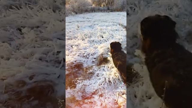 веселый пёс. Бернский зенненхунд смотреть онлайн