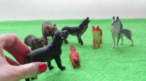 Животные для детей. Учим где живут домашние и хищные животные. Развивающий мультфильм для детей.