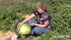 Как я сделала почву плодородной. Часть 6