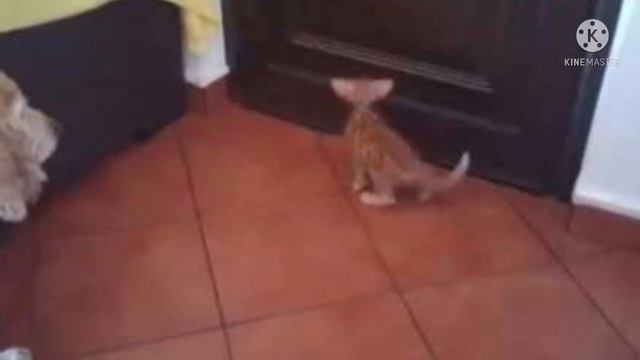 Застрявший за электрощитом котёнок уже еле мяукал, но чуткое ухо доброй девушки уловило звук… смотреть онлайн