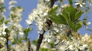 Мохнатый шмель замедленная съемка