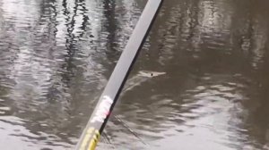 Рыбалка. Смоленск. Плотва! елец! Рыбалка на поплавок Как ловить рыбу